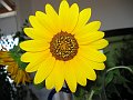 2004-08-18_Sonnenblumen_01