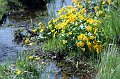 2006-04-30_Sumpfdotterblumen_001