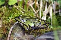 2005-09-26_Frosch_05