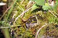 2005-09-26_Frosch_06